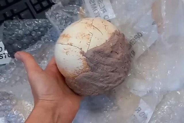 Hải quan Italy thu giữ được quả trứng khủng long 159 triệu năm tuổi