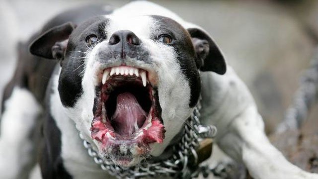 Hàm răng chó Pitbull khỏe cỡ nào mà cắn chết người như bỡn?