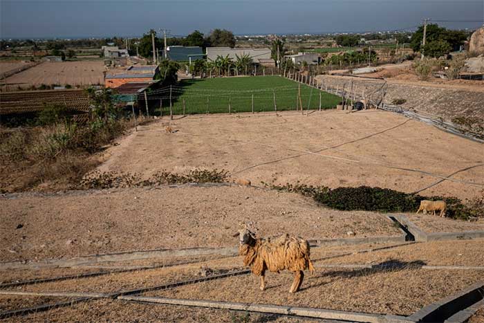Hạn hán khốc liệt ở miền Trung khiến những đàn cừu Ninh Thuận chết khô, hồ nước trơ đáy, nứt nẻ