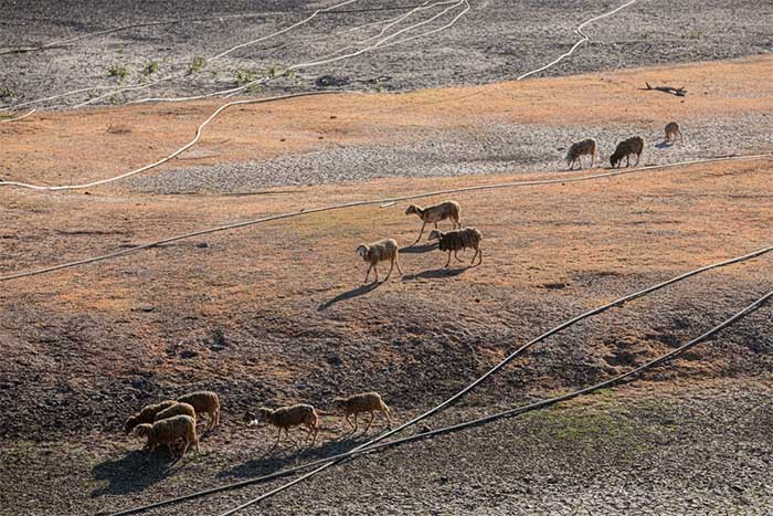 Hạn hán khốc liệt ở miền Trung khiến những đàn cừu Ninh Thuận chết khô, hồ nước trơ đáy, nứt nẻ