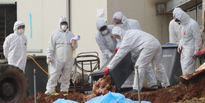 Hàn Quốc xác nhận ổ dịch cúm gia cầm H5N8 mới