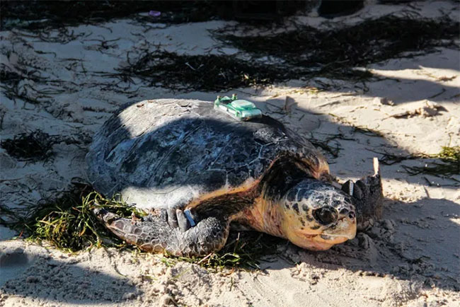 Hàng chục con rùa biển quý hiếm bị tàn sát ở Nhật Bản