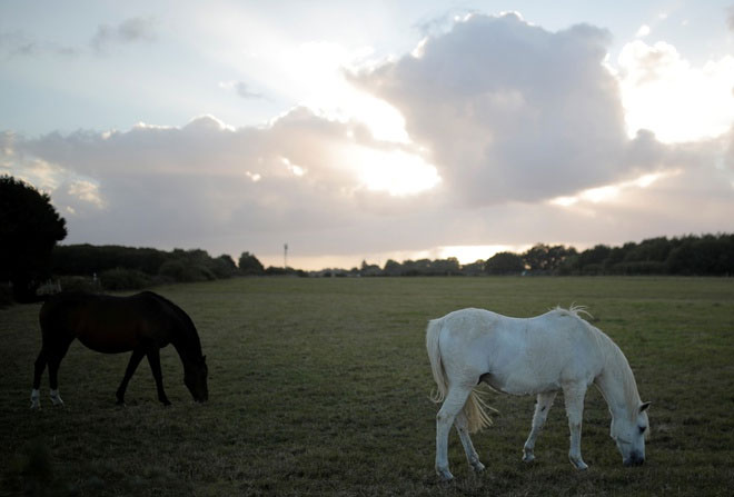 Hàng loạt con ngựa bị cắt tai bí ẩn ở Pháp