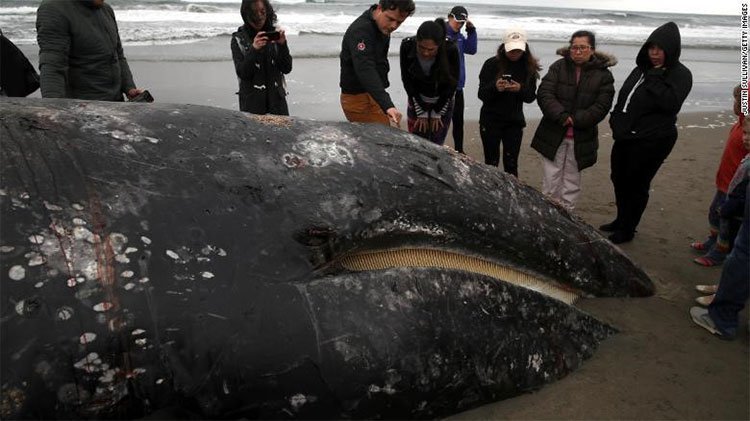 Hàng loạt xác cá voi xám dạt vào bờ biển California
