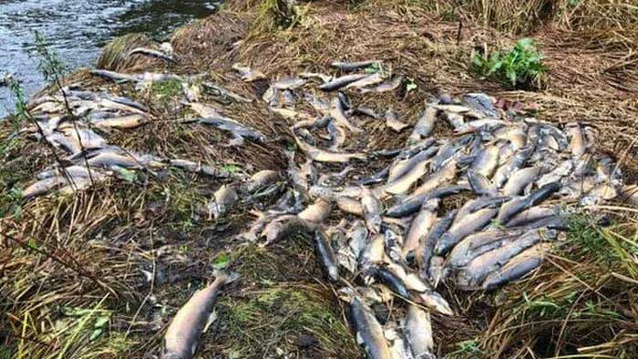 Hàng ngàn con cá hồi chết trắng vì hạn hán nghiêm trọng ở Canada
