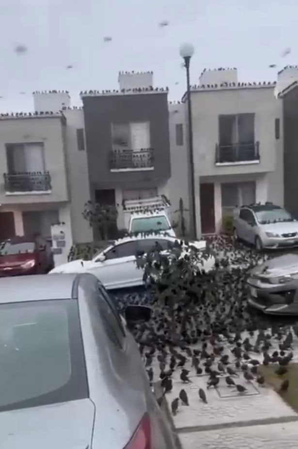 Hàng ngàn con chim chen chúc trên đường phố gây tin đồn ngày tận thế