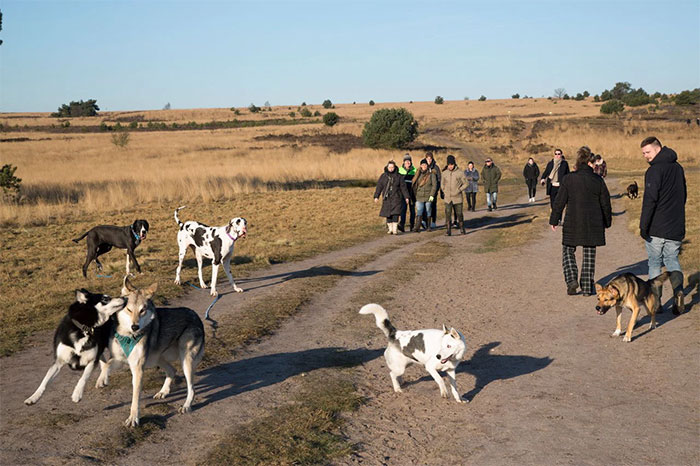 Hàng ngàn con chó đi vệ sinh tùy tiện đe dọa hệ sinh thái khu bảo tồn thiên nhiên ở Bỉ