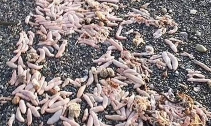 Hàng nghìn cá dương vật dạt vào bãi biển Argentina