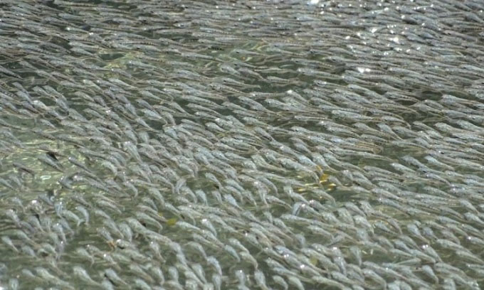 Hàng nghìn con cá tạo sóng ngăn chim săn mồi