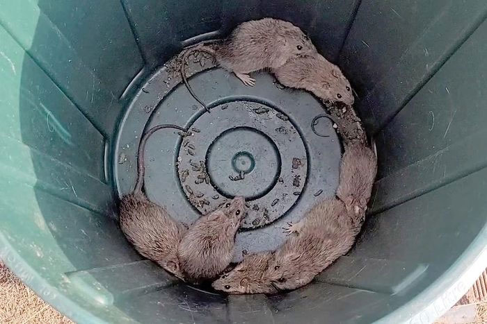 Hàng nghìn con chuột lông dài xâm chiếm thị trấn ven biển Australia