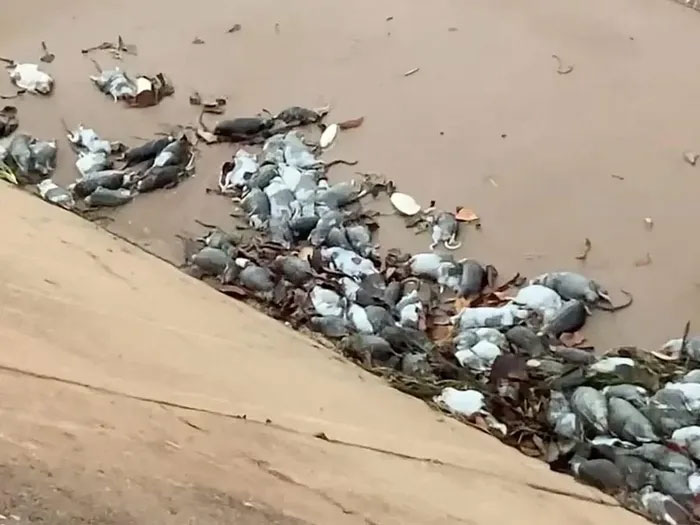 Hàng nghìn con chuột lông dài xâm chiếm thị trấn ven biển Australia