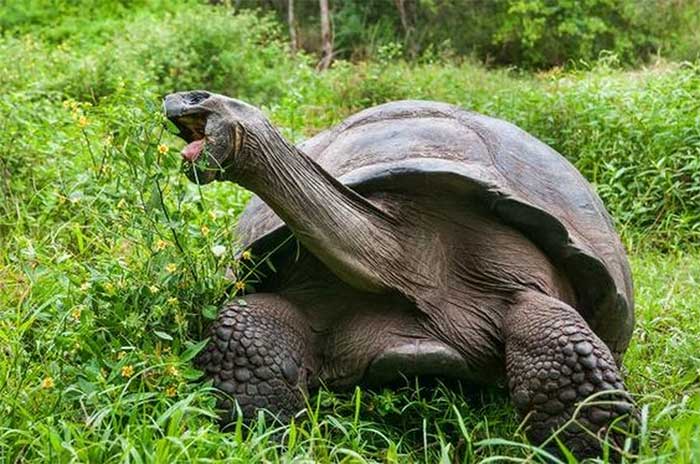 Hàng nghìn rùa khổng lồ di chuyển vì nóng, tránh bị luộc chín trong mai rùa