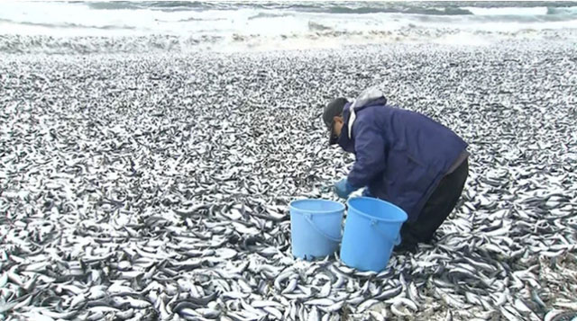 Hàng nghìn tấn cá chết dạt vào bờ biển Nhật Bản