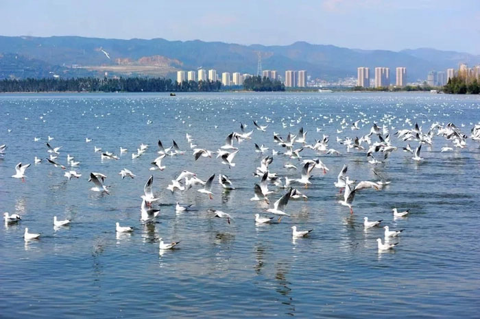 Hàng trăm con cá nhảy lên khỏi mặt hồ ở Trung Quốc, chuyện gì xảy ra?