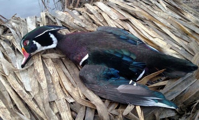 Hàng trăm con chim di cư chết oan vì hạ cánh nhầm lẫn