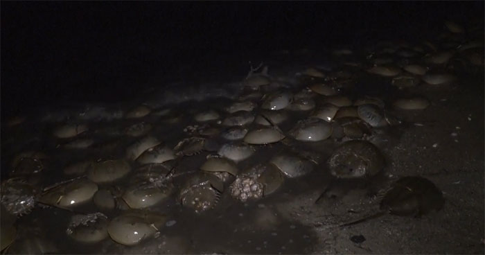 Hàng trăm nghìn cua hóa thạch sống bò vào bờ đẻ trứng