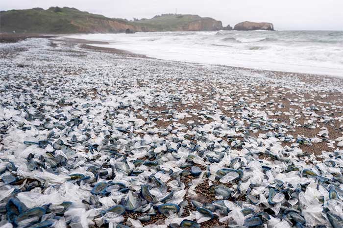Hàng triệu sinh vật màu xanh kỳ lạ dạt bờ biển Mỹ