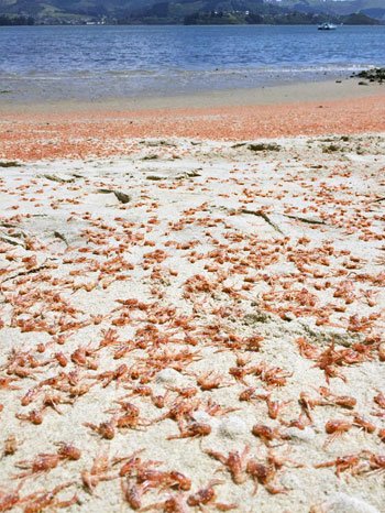 Hàng triệu tôm hùm nhuộm đỏ bãi biển