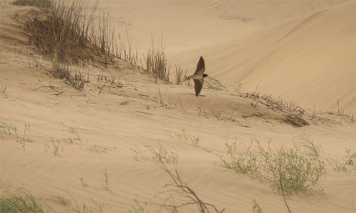 Hành trình chiến thắng bão cát của chim nhạn