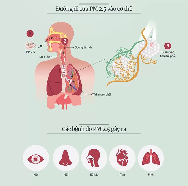 Hành trình của bụi siêu mịn trong phổi người