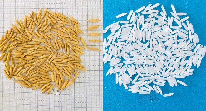Hành trình lai tạo hạt gạo ngon nhất thế giới của kỹ sư Hồ Quang Cua