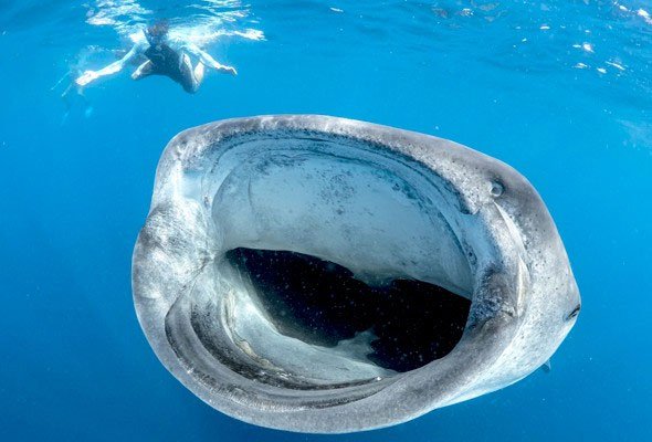 Hành trình lọt vào bụng cá voi rồi thoát ra an toàn của nhiếp ảnh gia Nam Phi