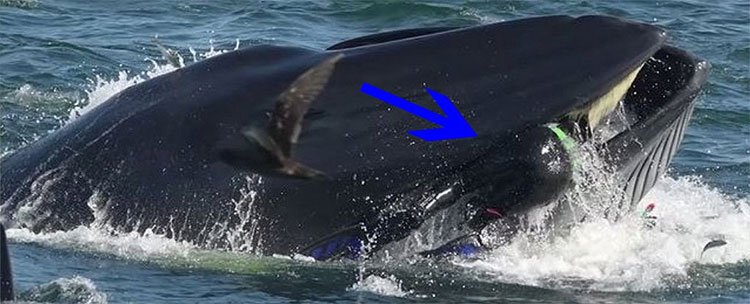 Hành trình lọt vào bụng cá voi rồi thoát ra an toàn của nhiếp ảnh gia Nam Phi