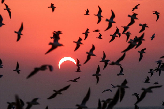 Hành vi của các loài chim thay đổi như thế nào khi nhật thực diễn ra?