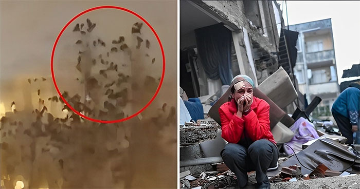 Hành vi lạ của bầy chim ngay trước động đất ở Thổ Nhĩ Kỳ, chúng cảm nhận được thảm họa?