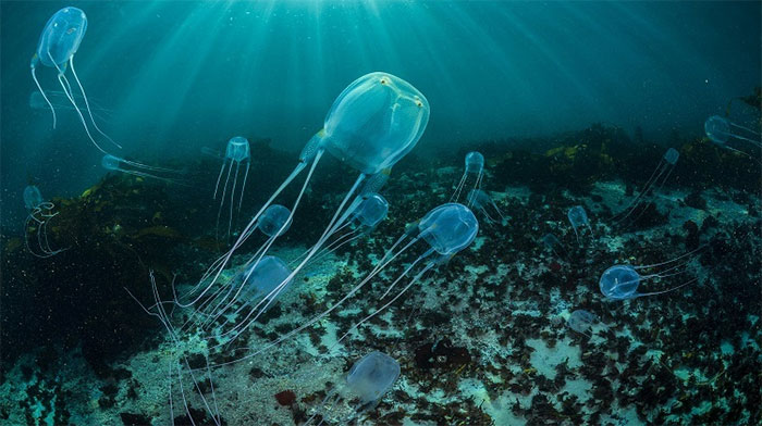 Hawaii đóng cửa bãi biển vì sứa độc xâm nhập ồ ạt