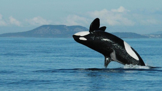 Hãy đón nhận nguồn năng lượng tích cực từ chú cá voi sát thủ hạnh phúc nhất trên thế giới