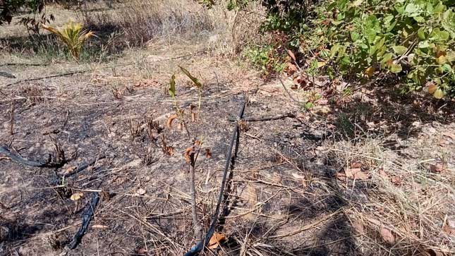 Hé lộ nguyên nhân hiện tượng tự cháy bất thường ở Đắk Lắk