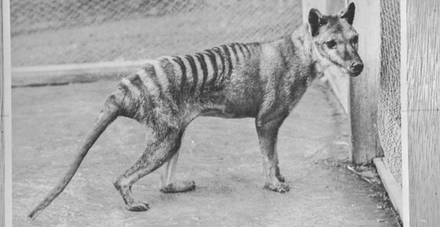 Hé lộ thông tin chưa từng được biết đến ở hổ Tasmania