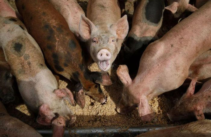 Hệ sinh thái ở Mỹ bị đe dọa bởi giống siêu lợn thông minh