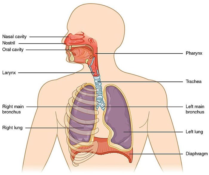 Hệ thống hô hấp của con người hoạt động thế nào?