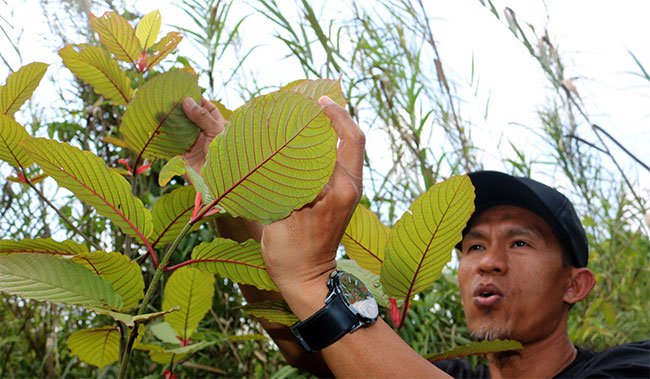 “Heroin thảo dược - sinh kế của nông dân Indonesia