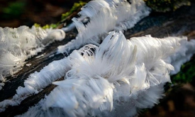 Hiện tượng băng tóc hiếm gặp phủ trắng ngọn cây