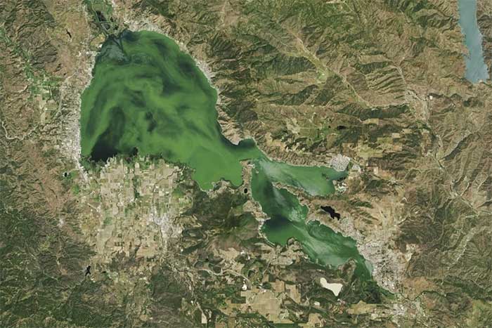 Hiện tượng chết chóc xảy ra tại hồ nước rộng nhất bang California