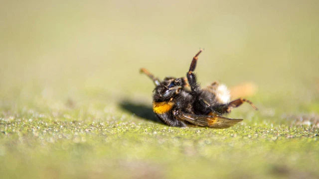 Hiện tượng chưa có lời giải: Cả đàn ong đang bay đột nhiên rớt xuống lộp bộp khi mất điện