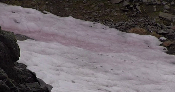 Hiện tượng kỳ lạ: Tuyết hồng bao phủ sông băng dãy Alps