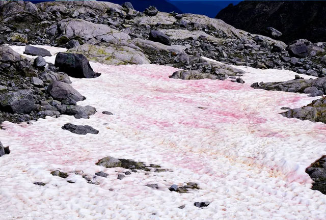 Hiện tượng tuyết hồng kỳ lạ: Đẹp mê man nhưng đồng thời là cảnh báo đỏ cho hành tinh chúng ta?