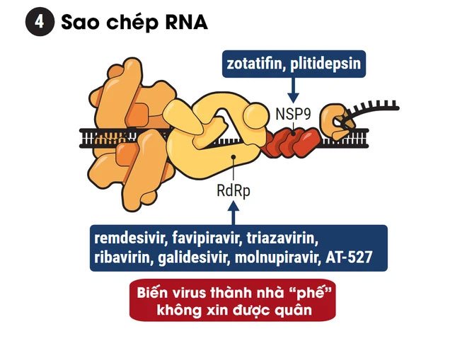 Hiểu cơ chế hoạt động của 5 dòng thuốc Covid-19, từ góc nhìn thú vị của trò chơi Đế Chế