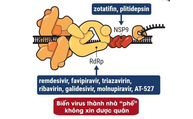 Hiểu cơ chế hoạt động của 5 dòng thuốc Covid-19, từ góc nhìn thú vị của trò chơi Đế Chế