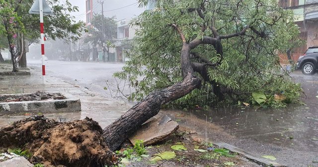 Hình ảnh bão số 12 thổi xiêu vẹo người đi đường, quật đổ cây xanh