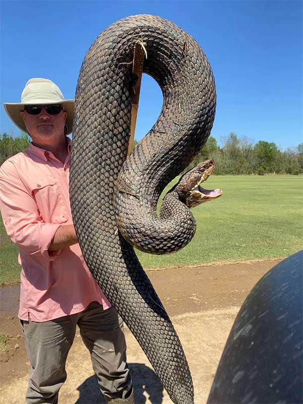 Hình ảnh con rắn mập mạp này nhận được hơn 12 ngàn lượt chia sẻ, đây là loài rắn gì?