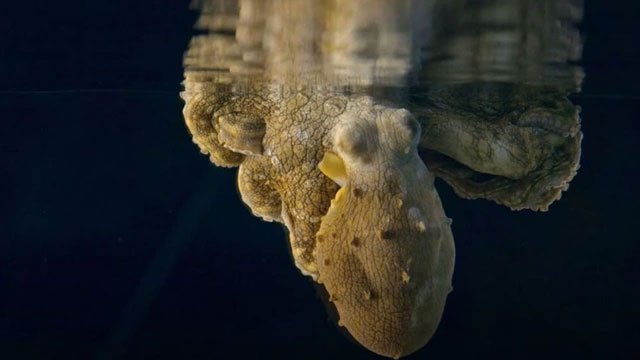 Hình ảnh cực hiếm của bạch tuộc khi… nằm mơ