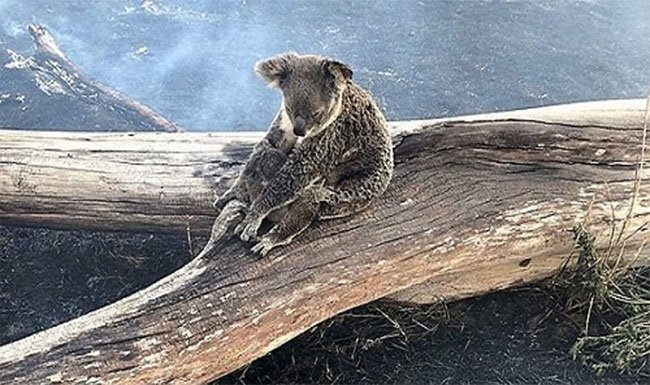 Hình ảnh đầy đau thương: Gấu Koala mẹ bảo vệ con khỏi đám cháy rừng
