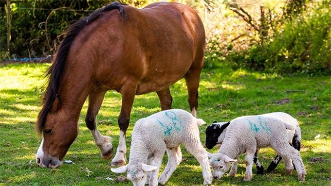 Hình ảnh hiếm thấy: Ngựa cái nuôi ba con cừu mồ côi