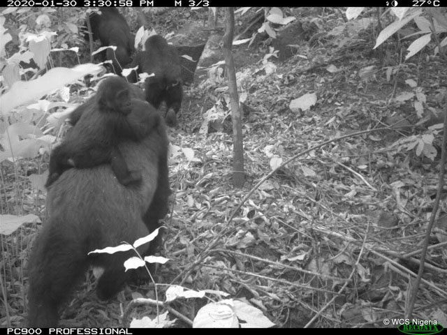 Hình ảnh loài khỉ đột hiếm có nhất thế giới địu con trên lưng
