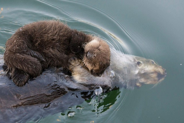 Hình ảnh rái cá âu yếm ôm đứa con mới đẻ trên bụng để bảo vệ khiến hàng triệu người lay động